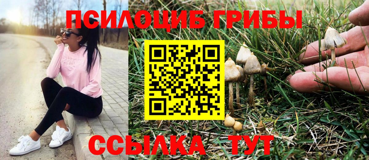 Псилоцибиновые грибы Cubensis Выборг